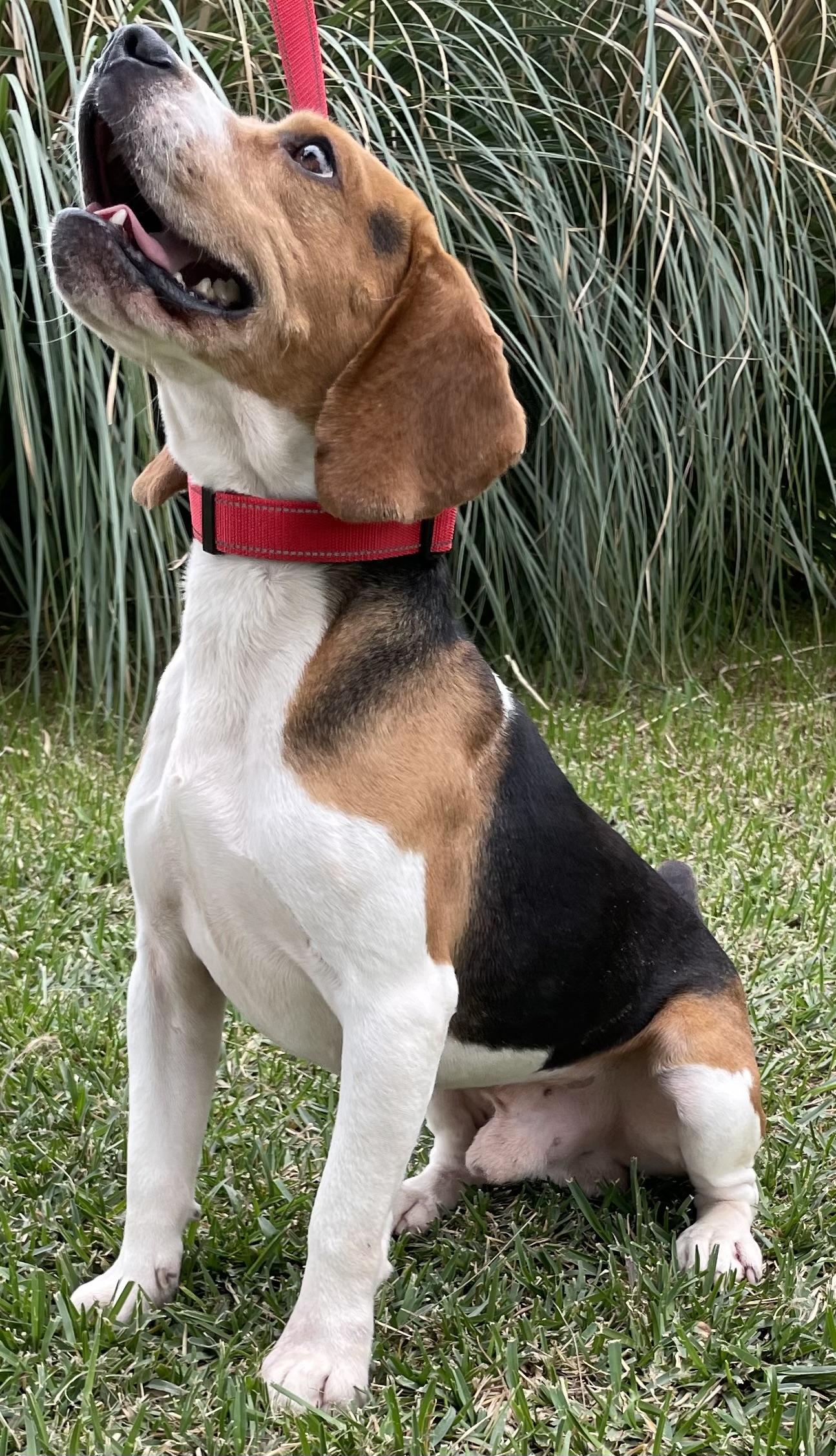 Enlarge Gizmo, a ADOPTABLE Beagle in San Ysidro, CA image 2/6