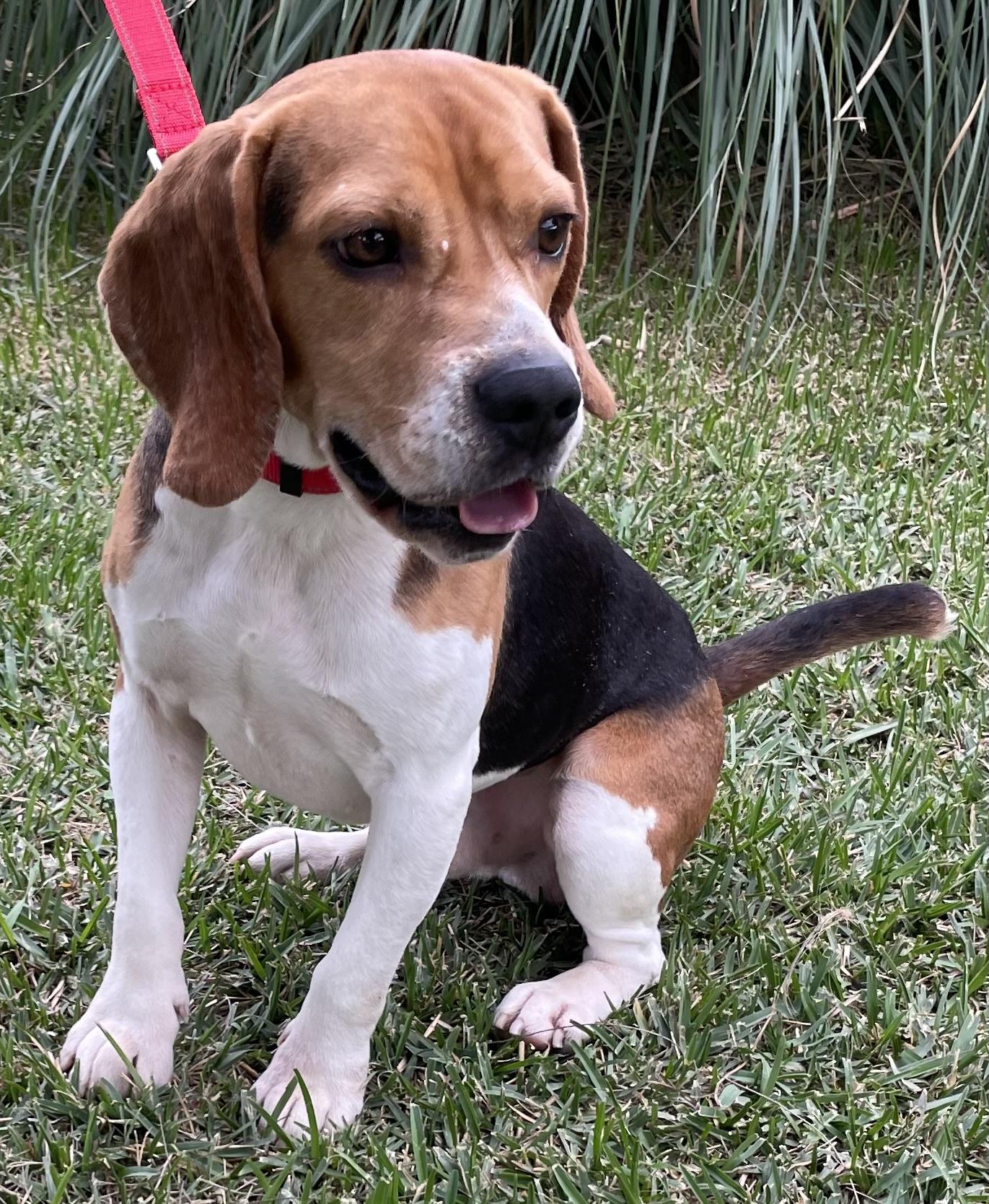 Gizmo, ADOPTABLE, Adult Male Beagle.