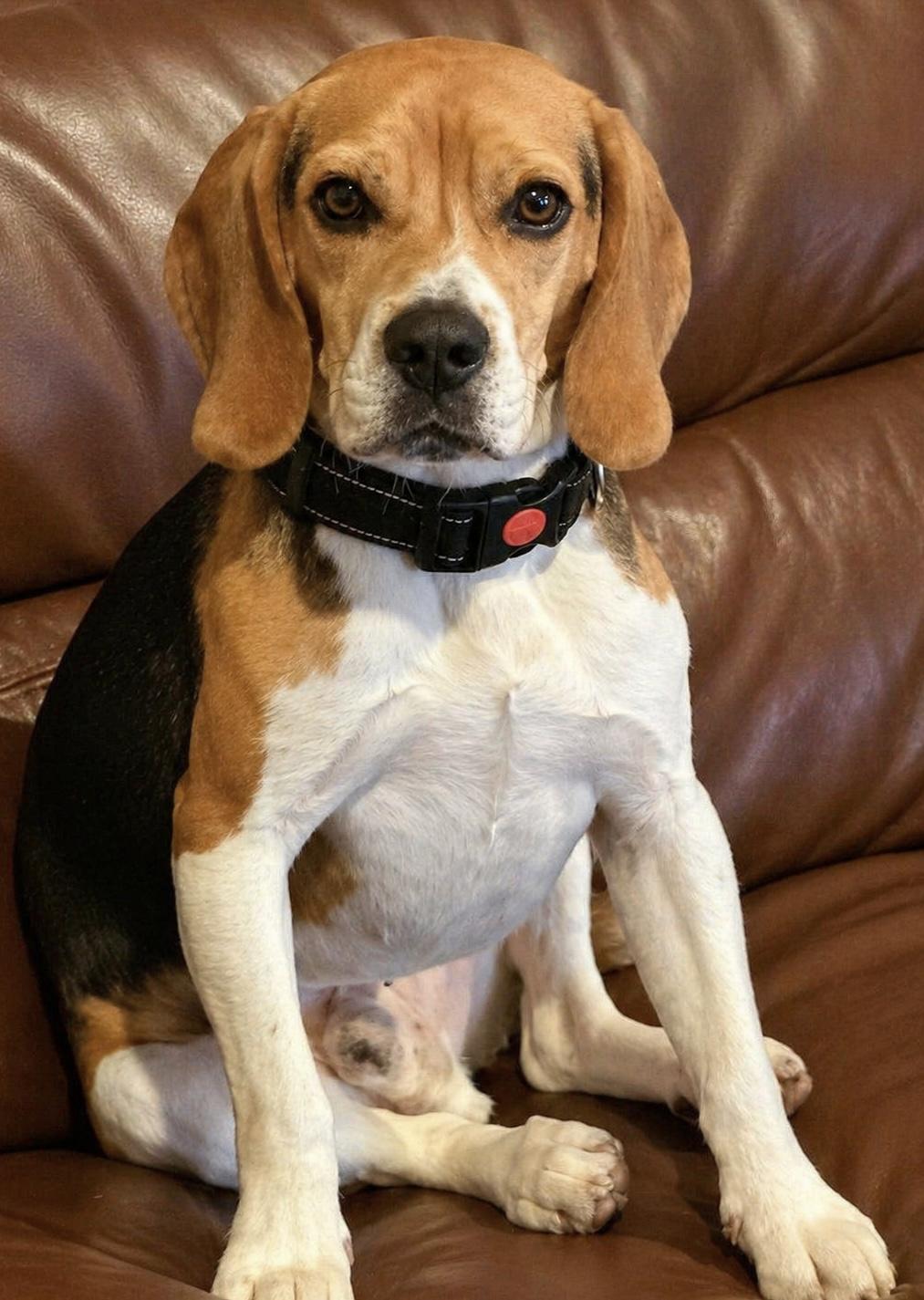Gizmo, adoptable, Adult Male Beagle.