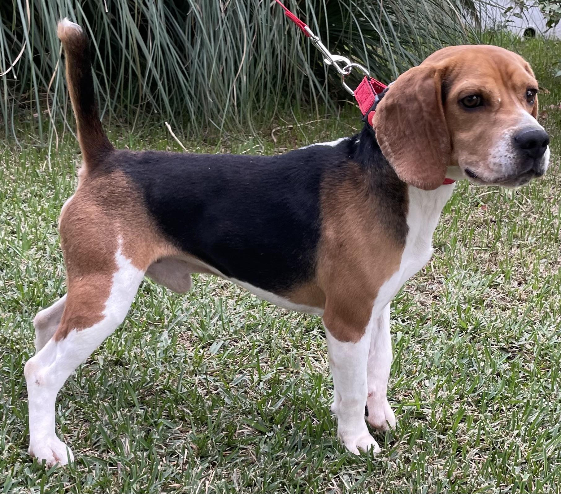 Enlarge Gizmo, a ADOPTABLE Beagle in San Ysidro, CA image 6/6