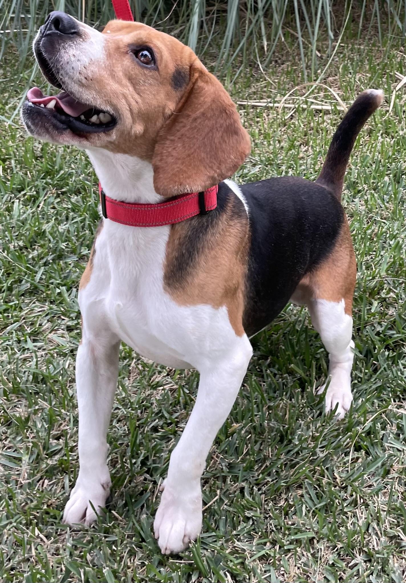 Enlarge Gizmo, a ADOPTABLE Beagle in San Ysidro, CA image 4/6