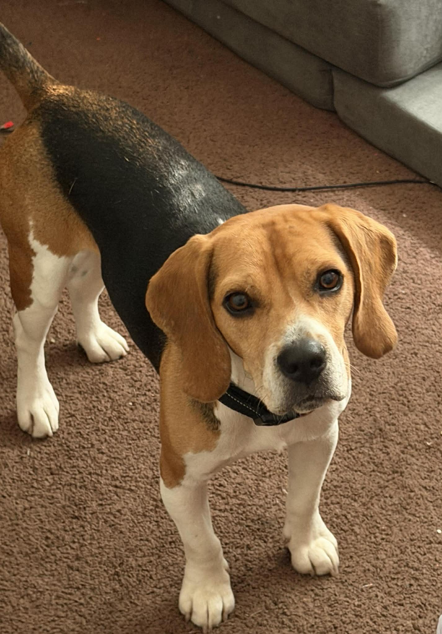 Gizmo, an adoptable Beagle in San Ysidro, CA image 2/6
