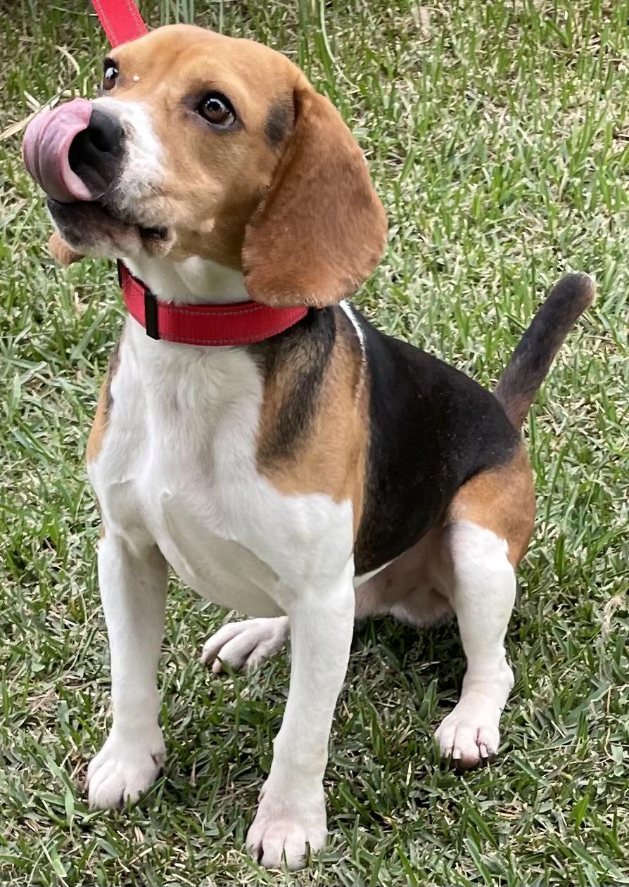 Enlarge Gizmo, a ADOPTABLE Beagle in San Ysidro, CA image 3/6