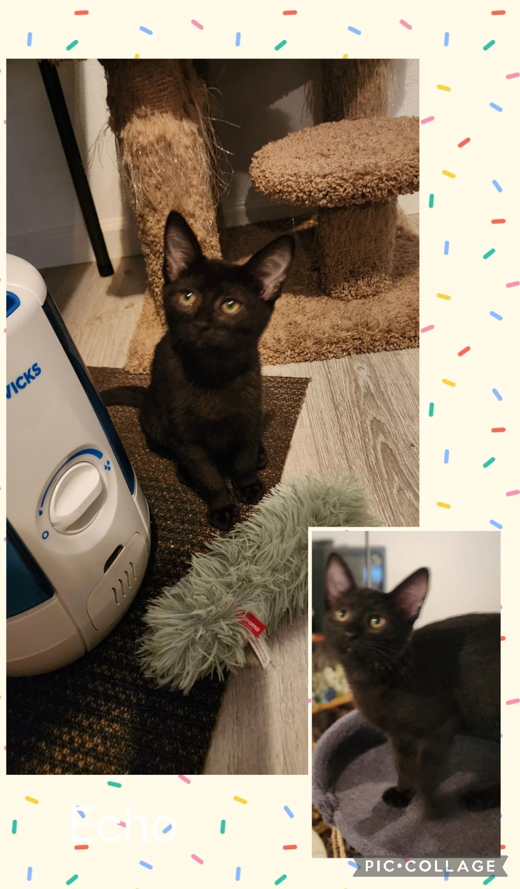 Echo, Adoptable, Kitten Male Domestic Short Hair.