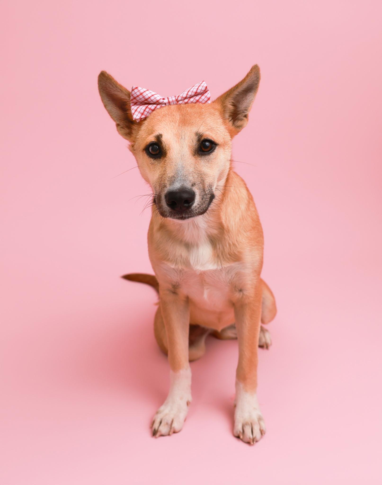 Hazel (Shepard Siblings)