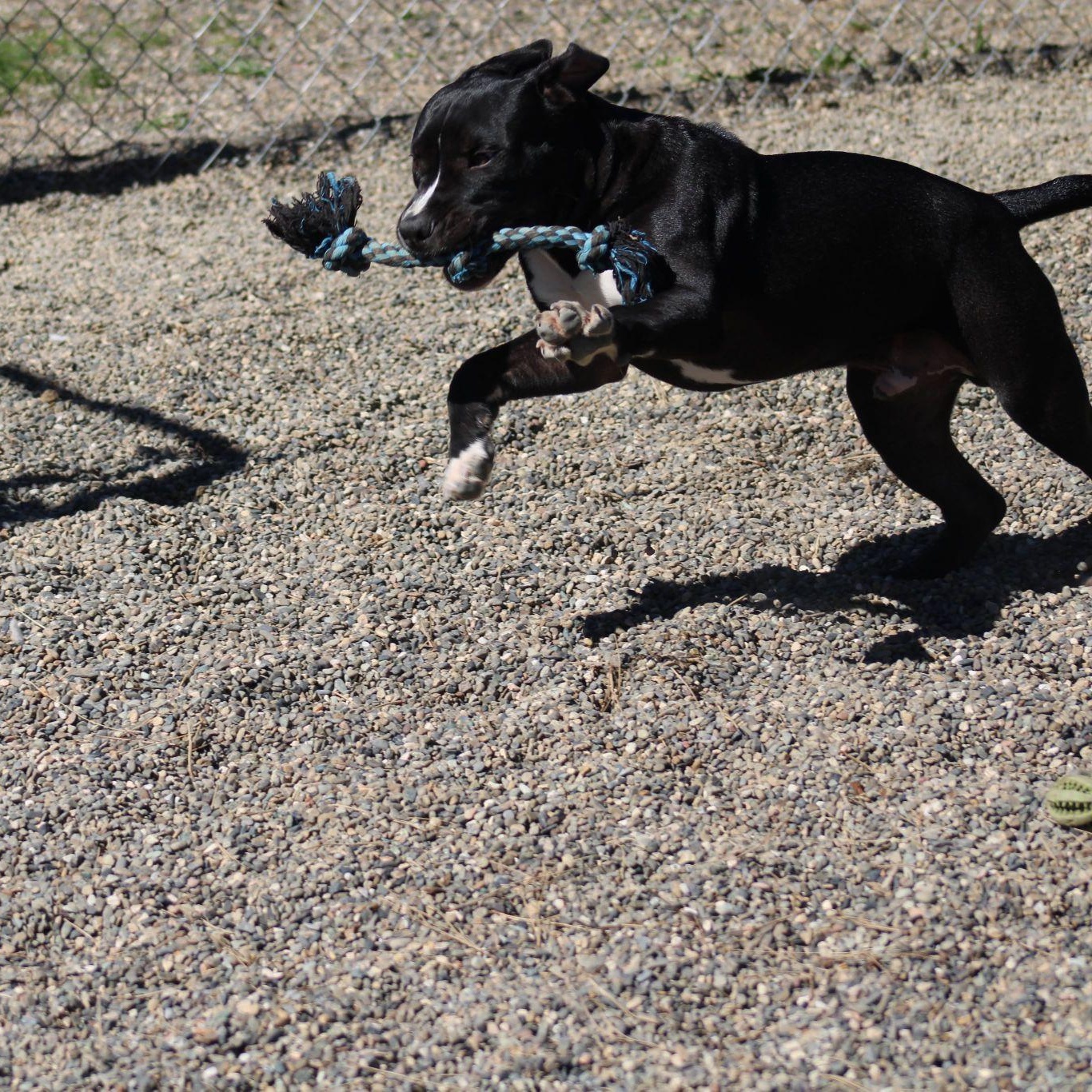 Enlarge JuneBug, a ADOPTABLE mixed breed in Weaverville, CA image 6/6