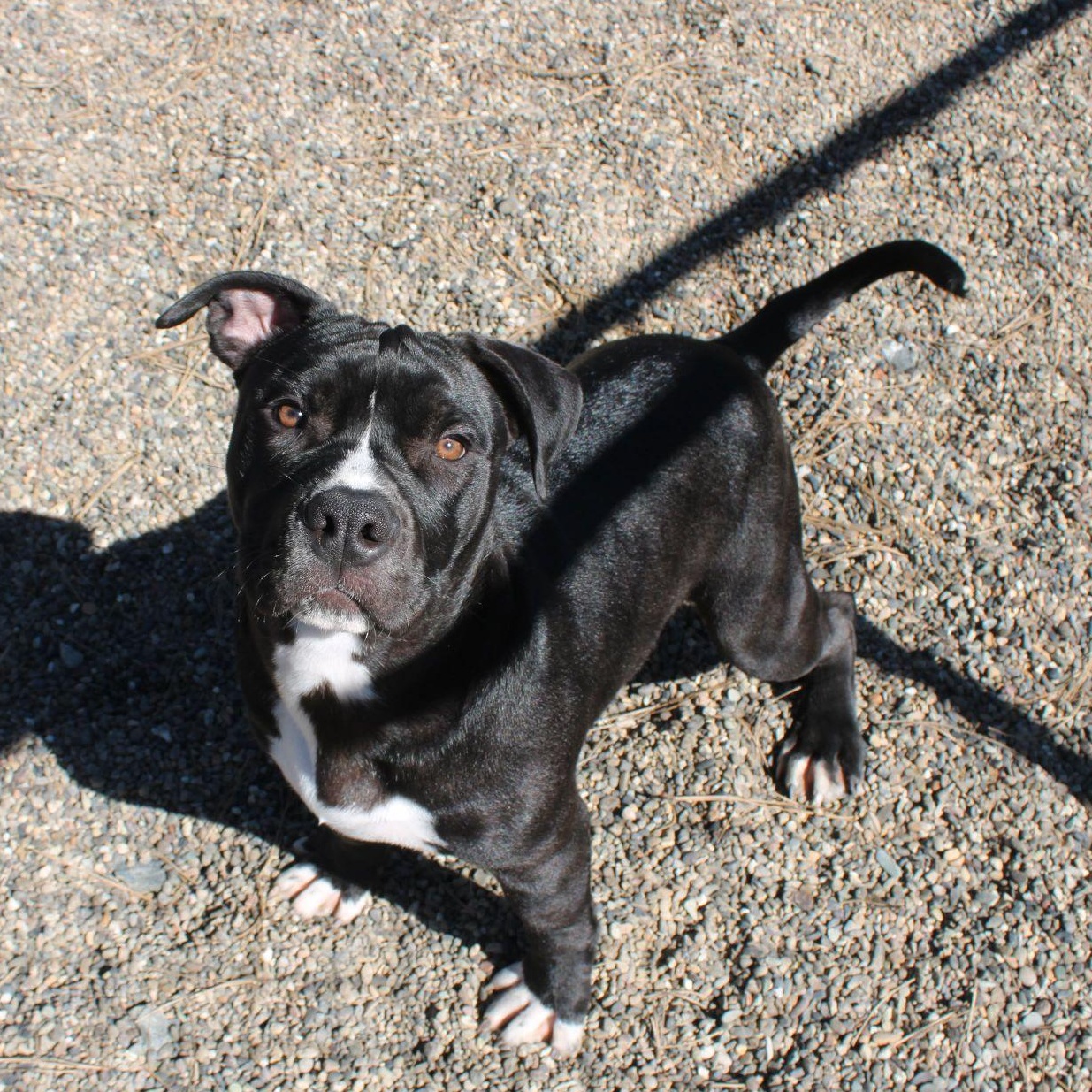 JuneBug, ADOPTABLE, Young Male American Staffordshire Terrier.
