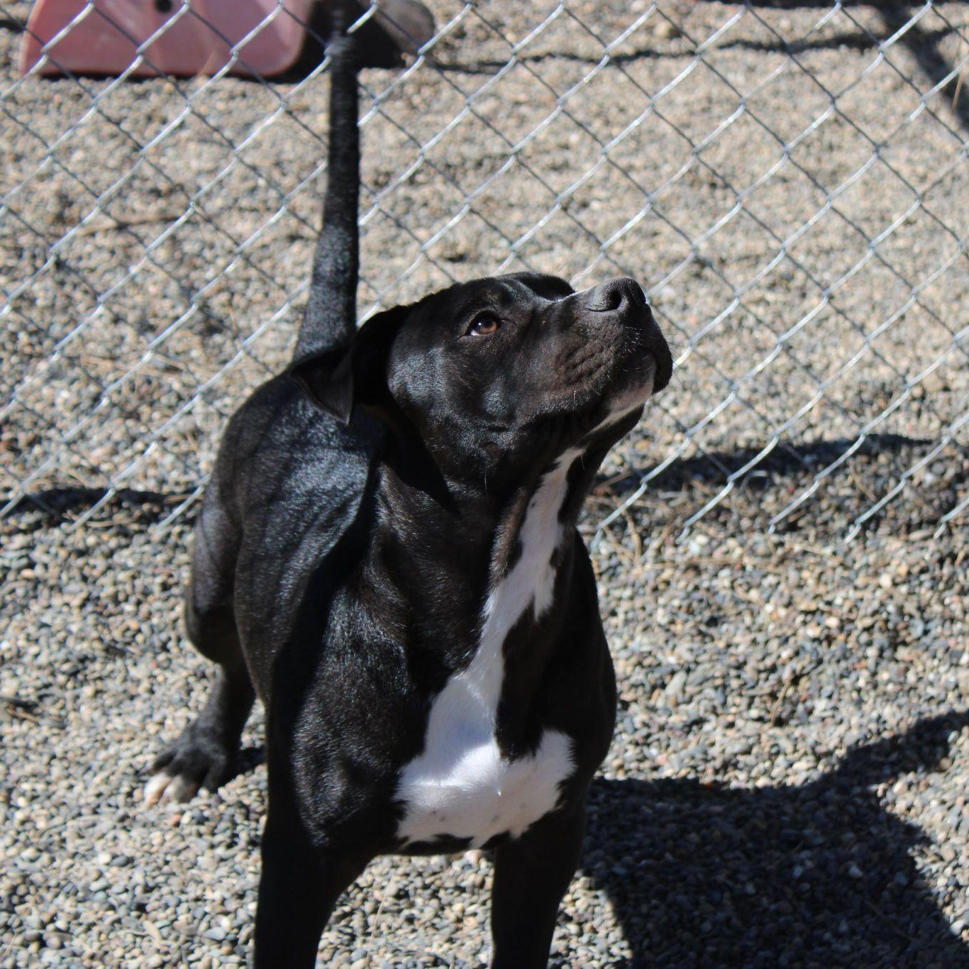 Enlarge JuneBug, a ADOPTABLE mixed breed in Weaverville, CA image 2/6