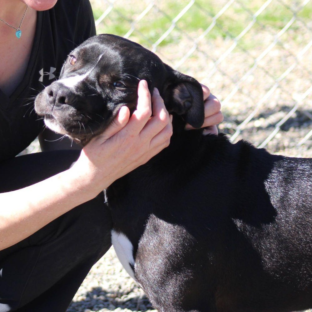Enlarge JuneBug, a ADOPTABLE mixed breed in Weaverville, CA image 4/6