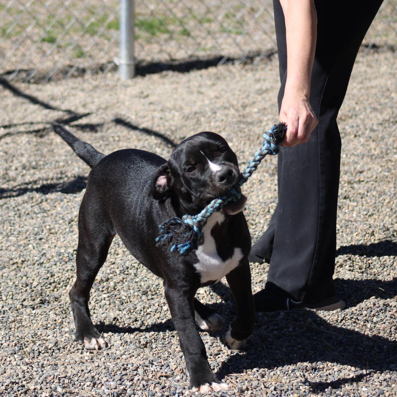 Enlarge JuneBug, a ADOPTABLE mixed breed in Weaverville, CA image 5/6
