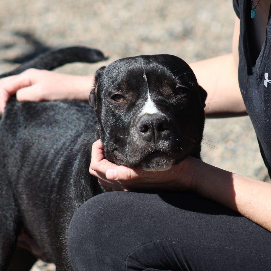 Enlarge JuneBug, a ADOPTABLE mixed breed in Weaverville, CA image 3/6