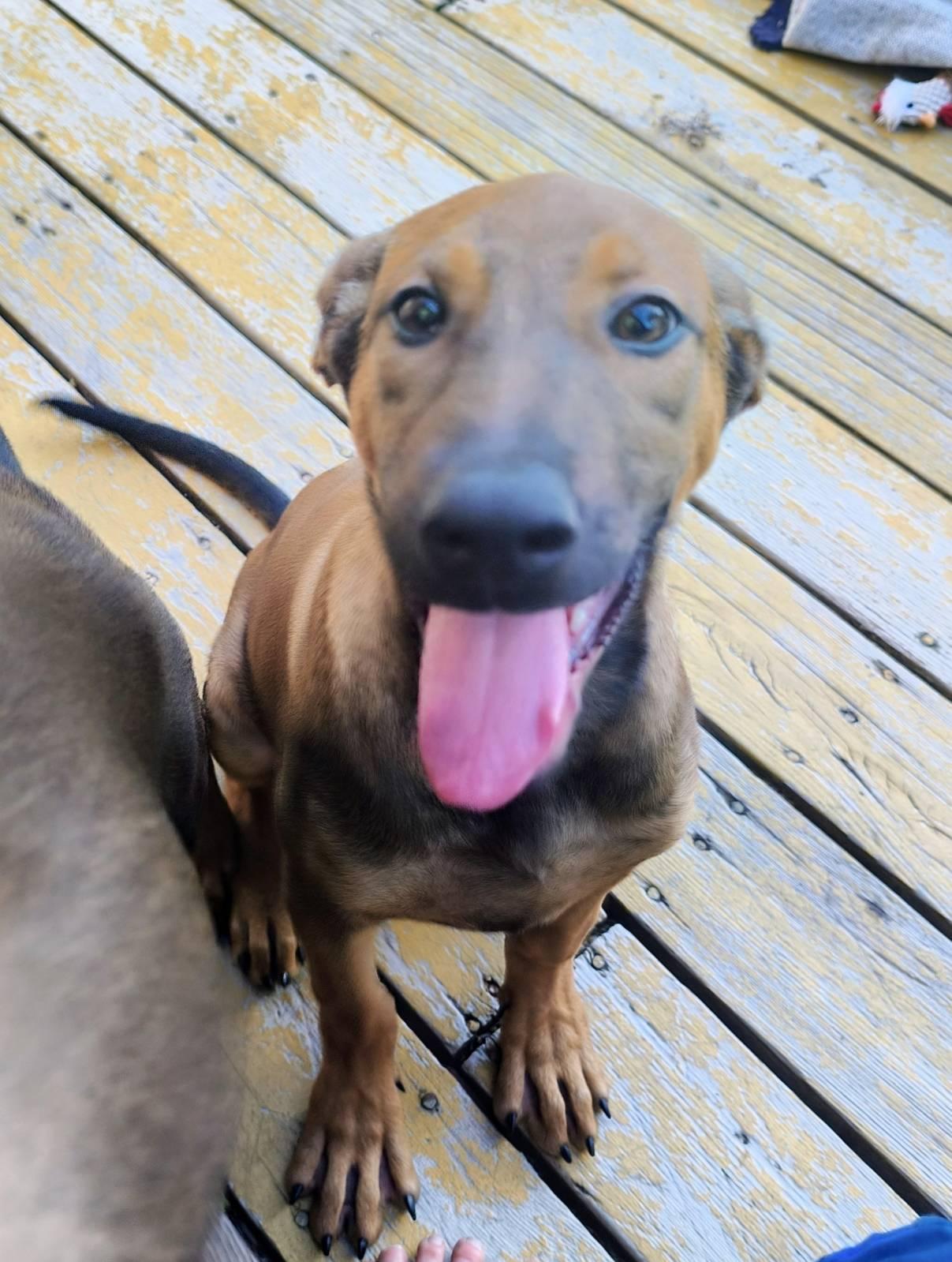 Monique , ADOPTABLE, Young Female Belgian Shepherd / Malinois.