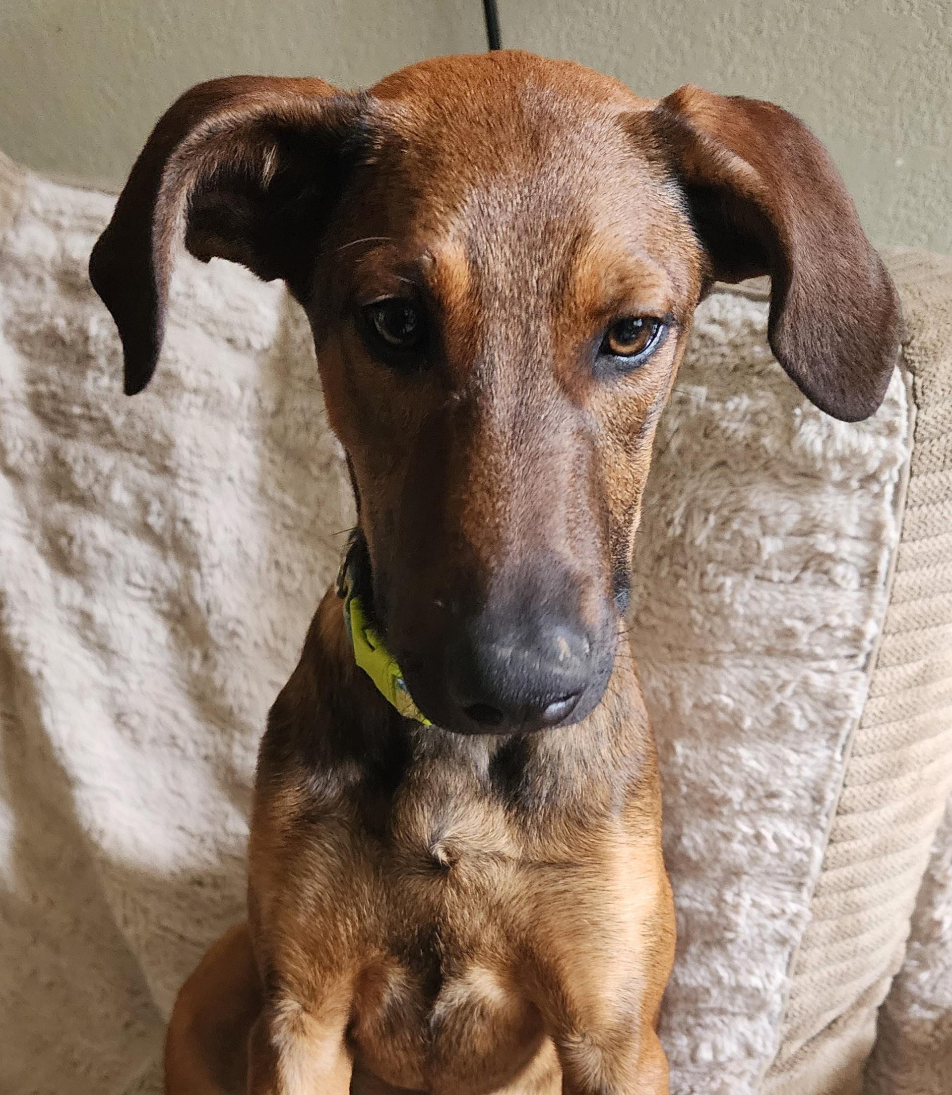 Enlarge Ally, a Adoptable mixed breed in Lafayette, CA image 1/4