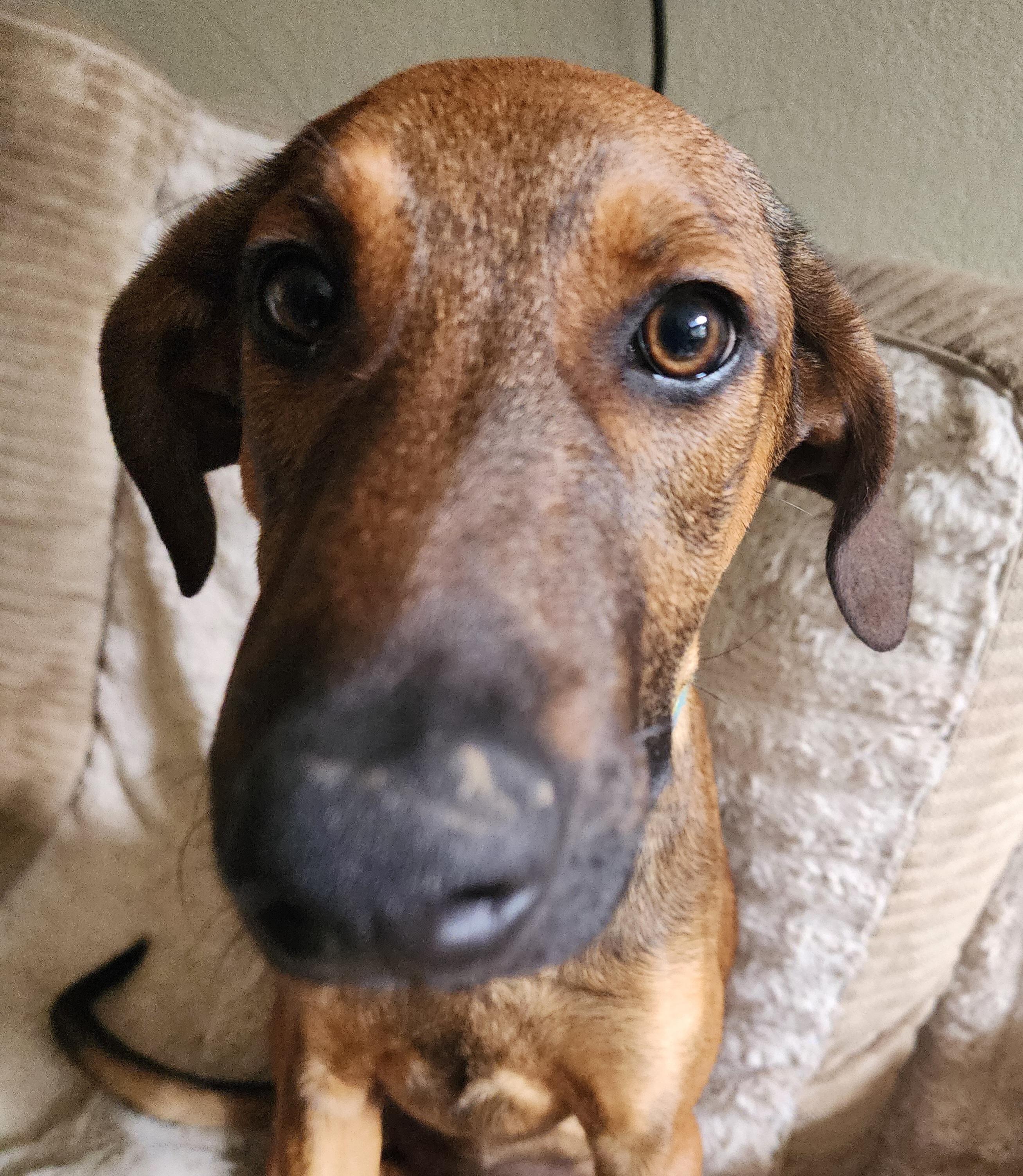 Enlarge Ally, a Adoptable mixed breed in Lafayette, CA image 2/4