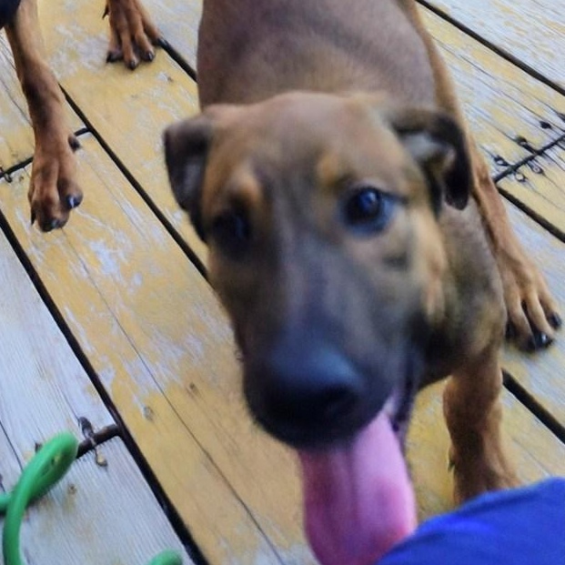 Monique , a ADOPTABLE mixed breed in Lafayette, CA image 2/2