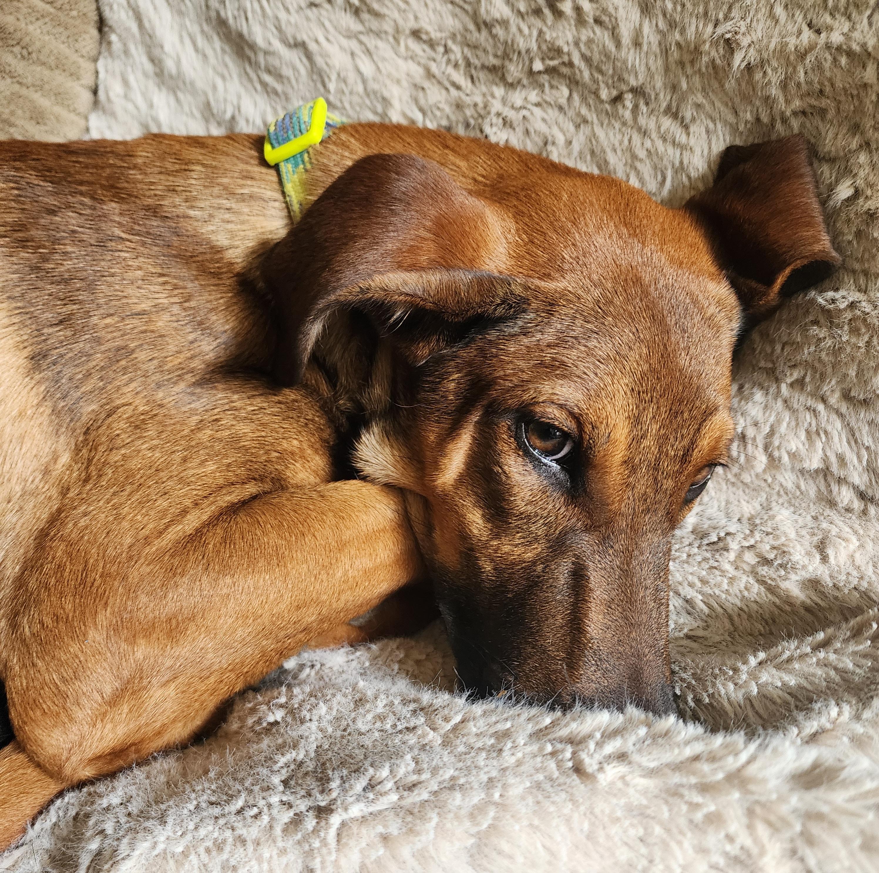 Enlarge Ally, a Adoptable mixed breed in Lafayette, CA image 3/4