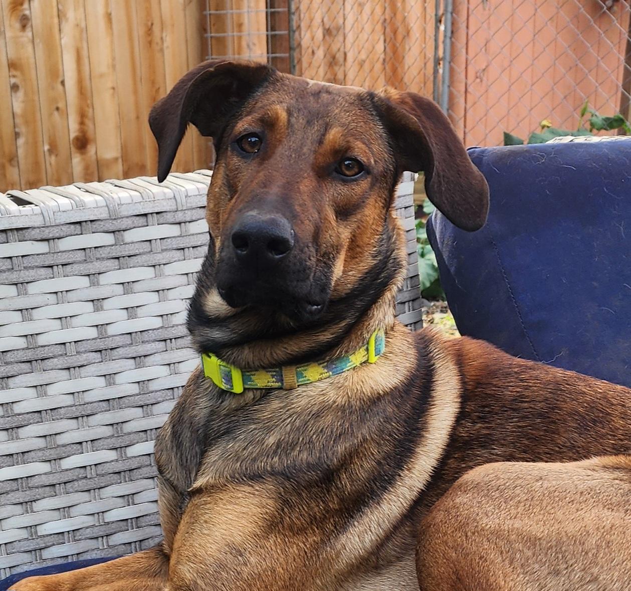 Enlarge Ally, a Adoptable mixed breed in Lafayette, CA image 4/4
