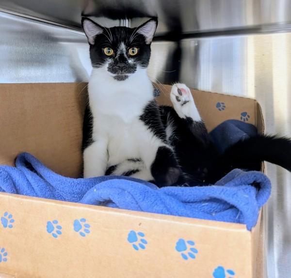 Jude, Adoptable, Young Male Domestic Short Hair.