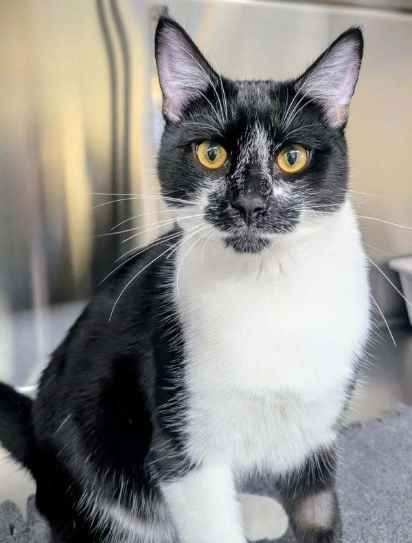 Enlarge Jude, a Adoptable mixed breed in Sechelt, BC image 3/6