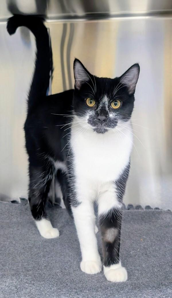 Enlarge Jude, a Adoptable mixed breed in Sechelt, BC image 5/6