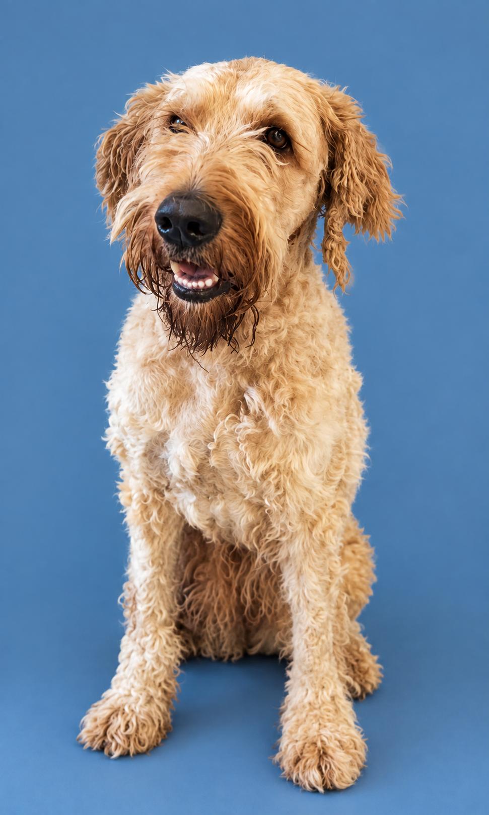Enlarge Murphy, a Adoptable mixed breed in Wooster, OH image 1/1
