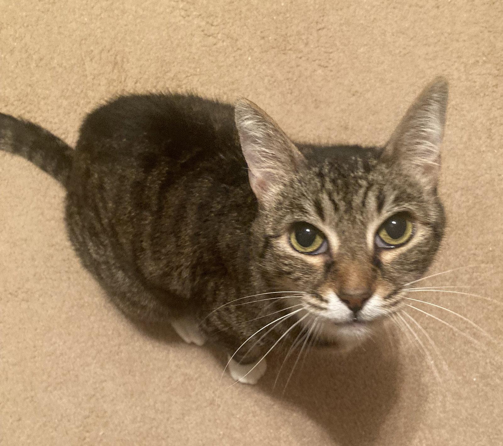 Dixie, Adoptable, Senior Female Tabby.