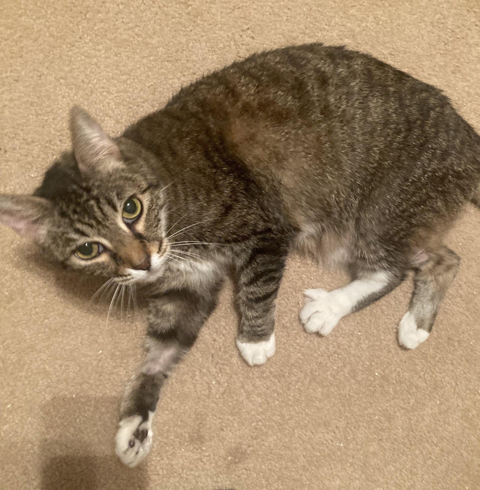 Enlarge Dixie, a Adoptable Tabby in Lakewood, CA image 2/2