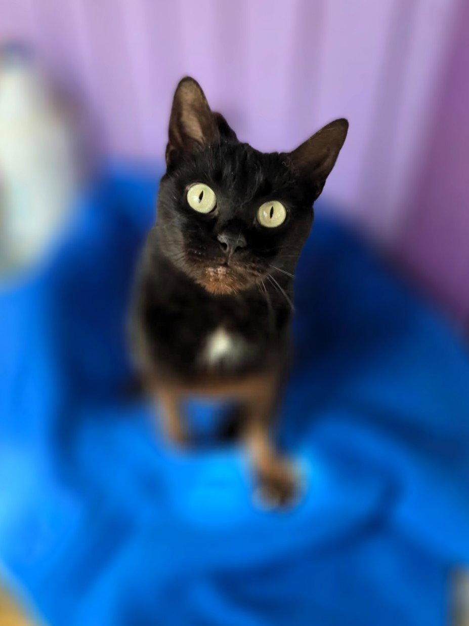 Enlarge Celeste, a Adoptable Domestic Short Hair in Chatsworth, GA image 1/1