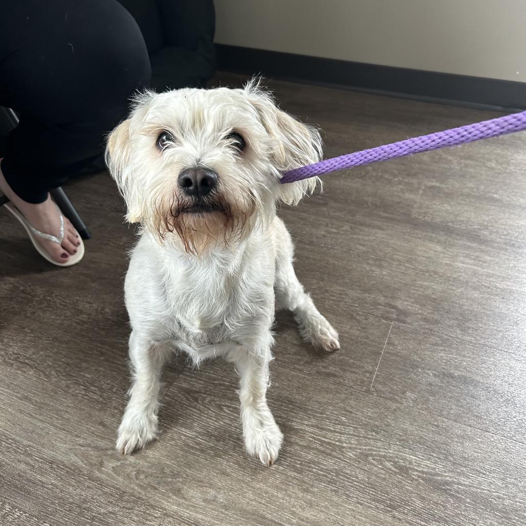 TXAC-Stray-19581, Adoptable, Adult Male Cairn Terrier.