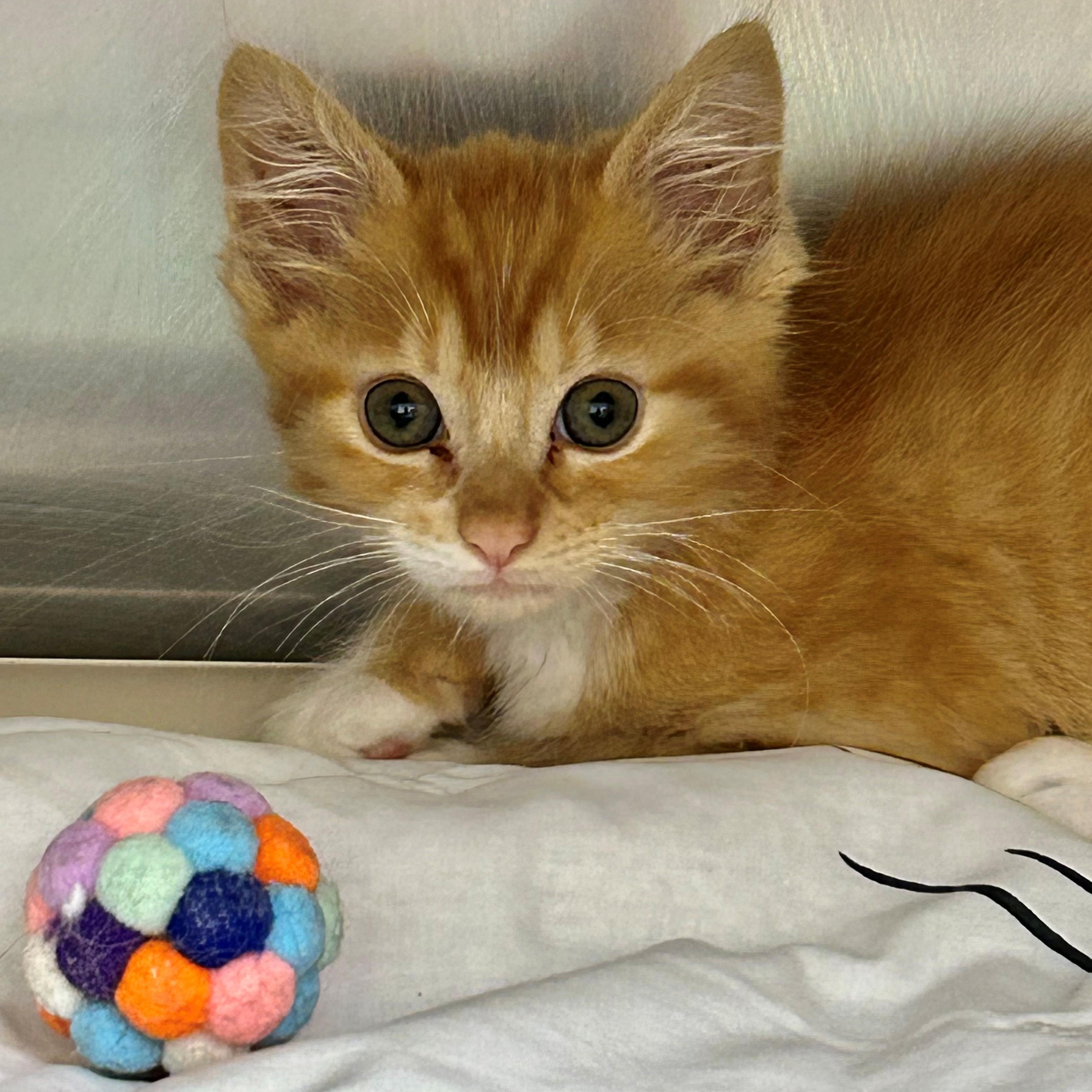 Julius, ADOPTABLE, Kitten Male Domestic Short Hair.