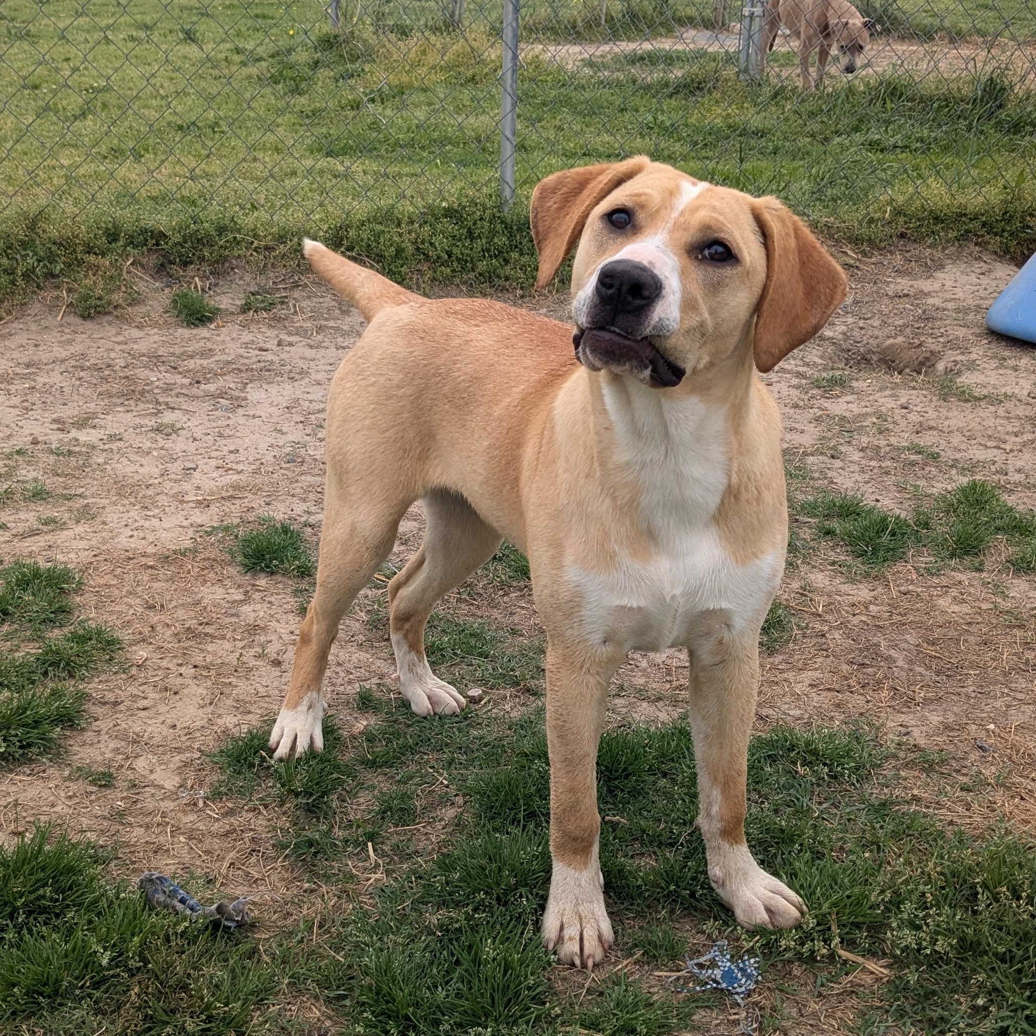 Mace, Adopted, Young Female Yellow Labrador Retriever & Great Pyrenees.