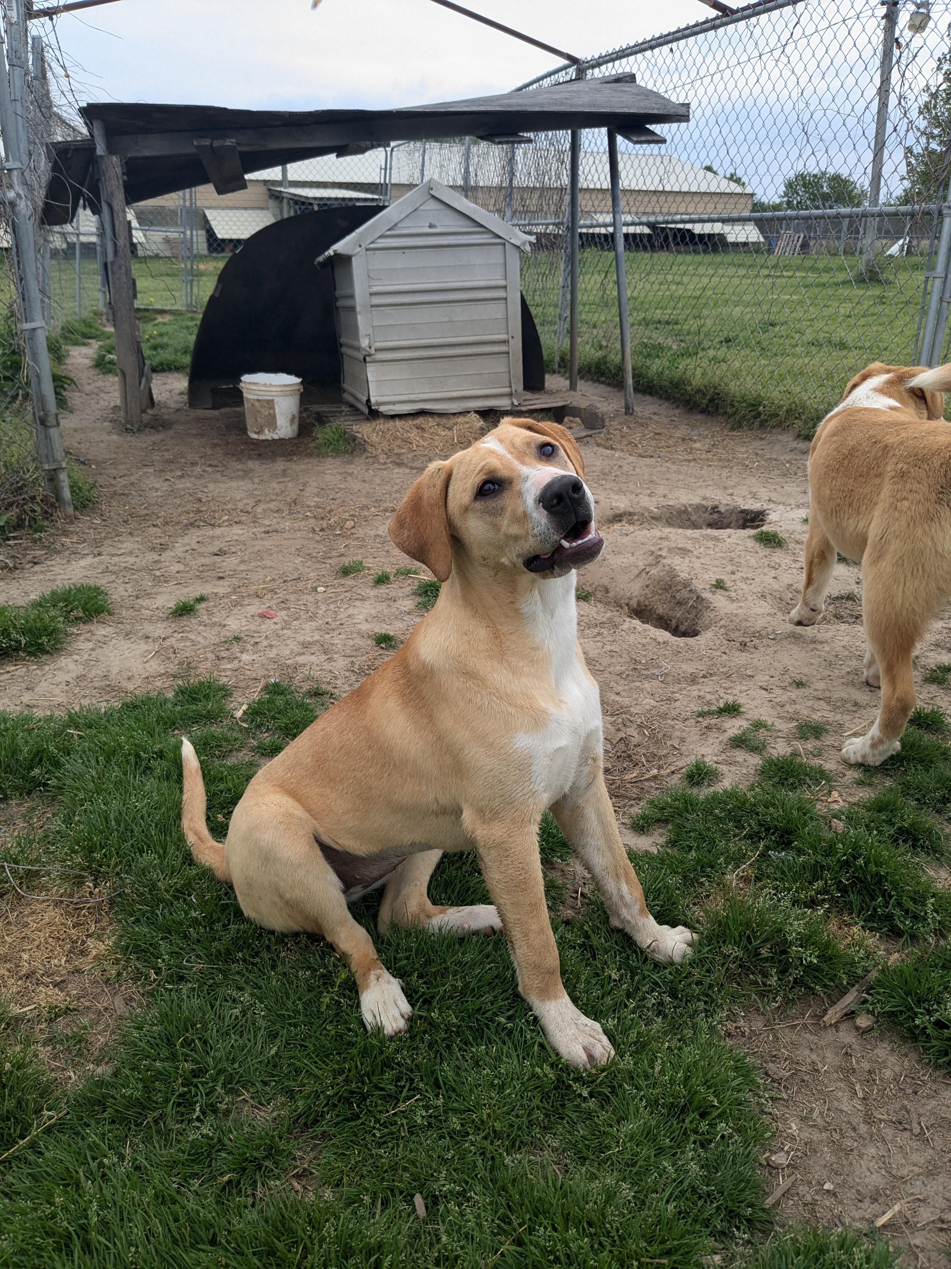 Enlarge Mace, a Adopted mixed breed in Newport, AR image 2/6