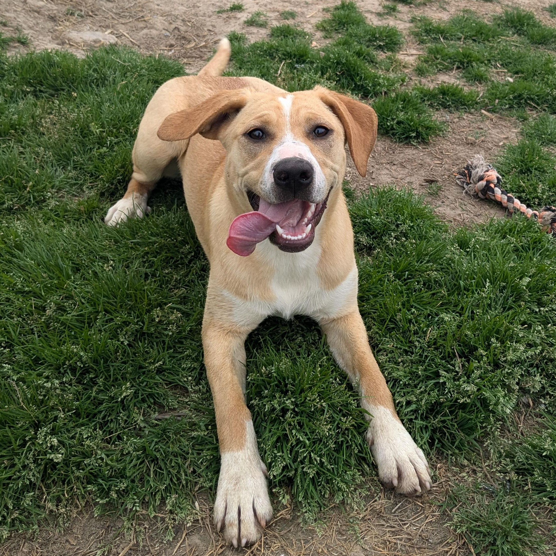 Enlarge Mace, a Adopted mixed breed in Newport, AR image 4/6