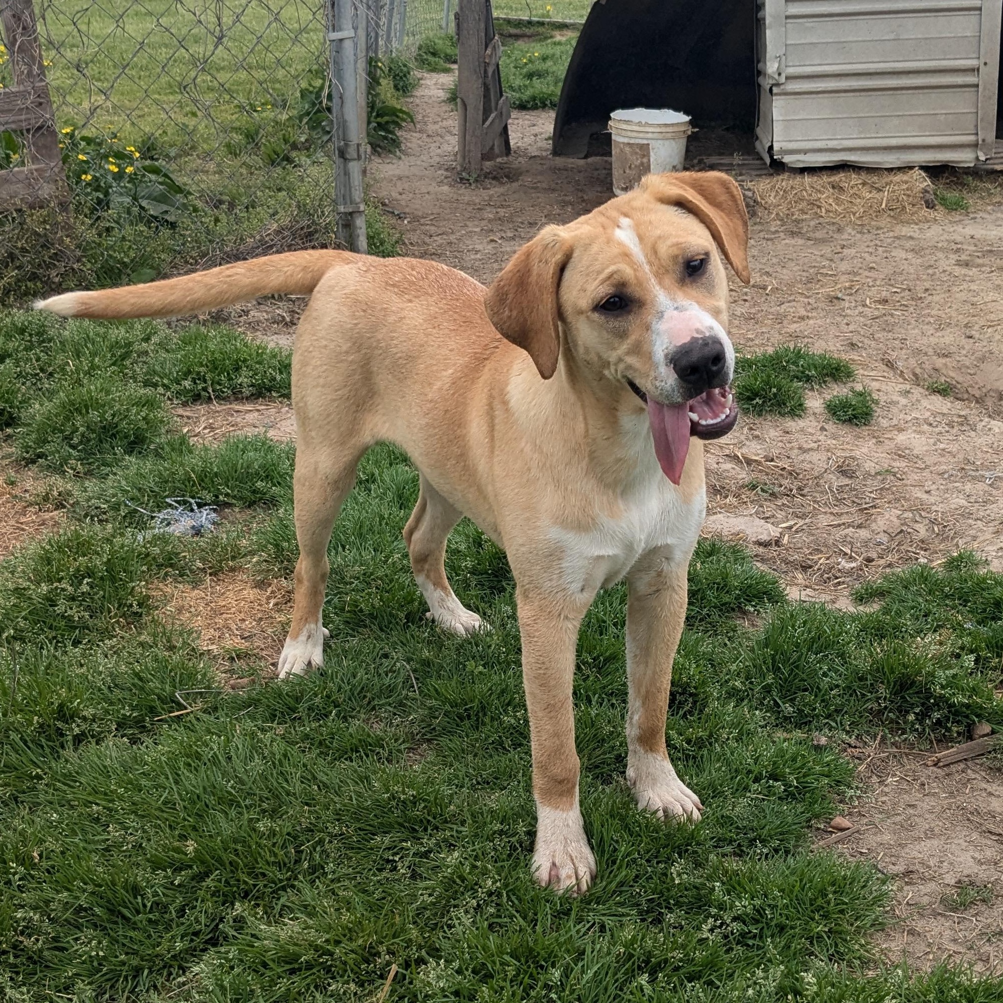 Enlarge Mace, a Adopted mixed breed in Newport, AR image 5/6