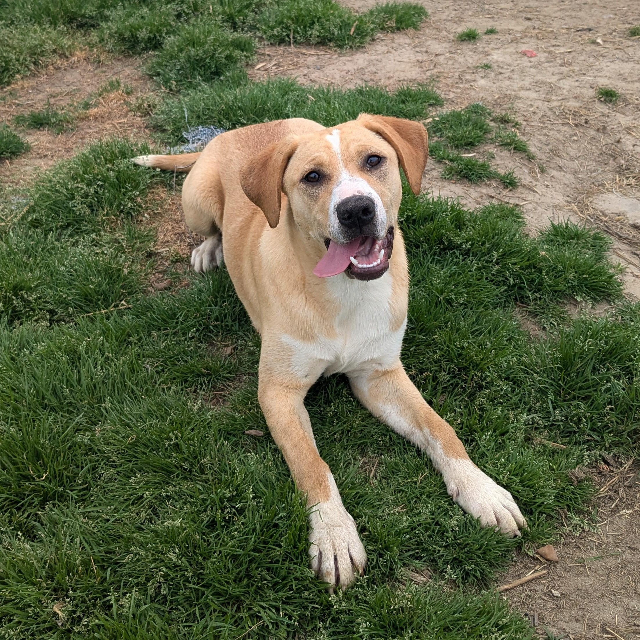 Enlarge Mace, a Adopted mixed breed in Newport, AR image 6/6