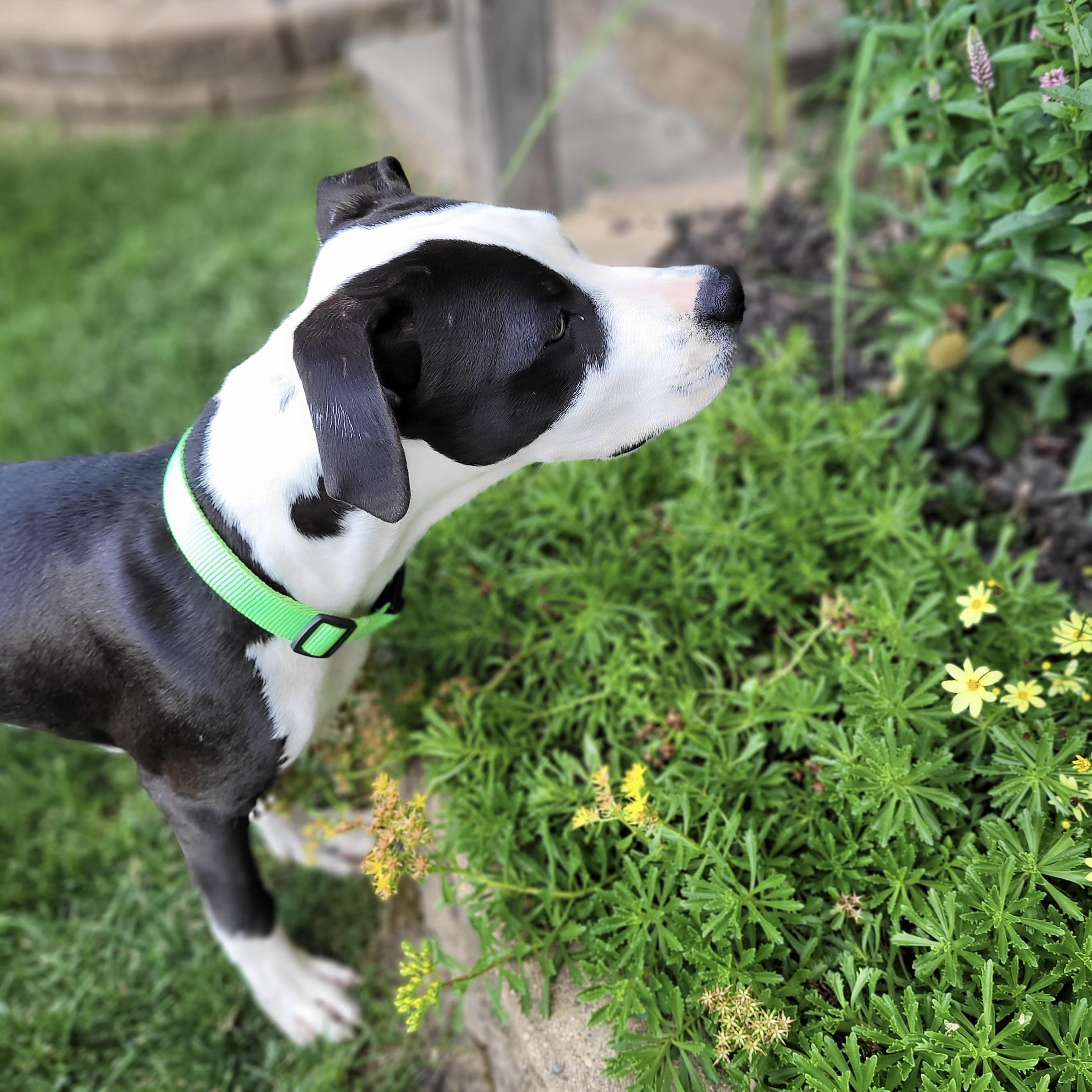 Enlarge Panda, a ADOPTABLE mixed breed in Prior Lake, MN image 5/5