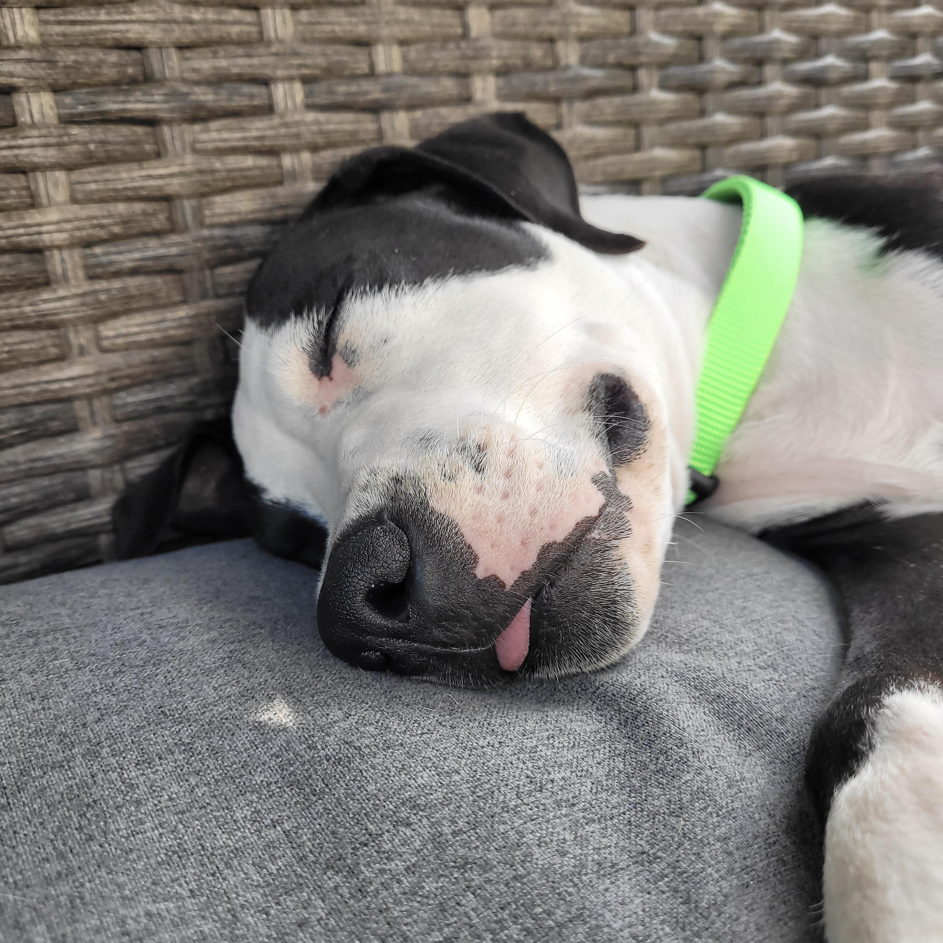 Enlarge Panda, a ADOPTABLE mixed breed in Prior Lake, MN image 3/5