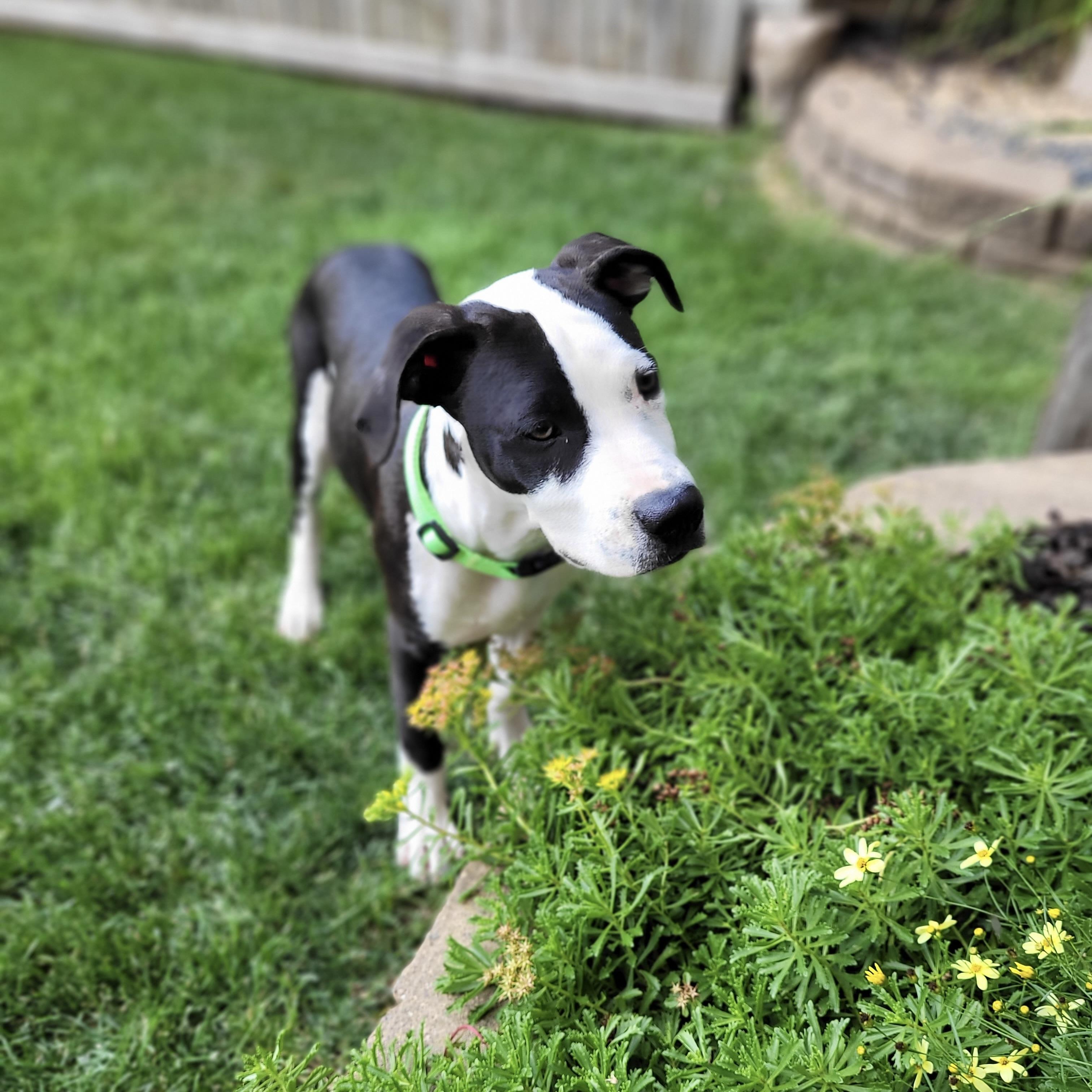 Enlarge Panda, a ADOPTABLE mixed breed in Prior Lake, MN image 2/5
