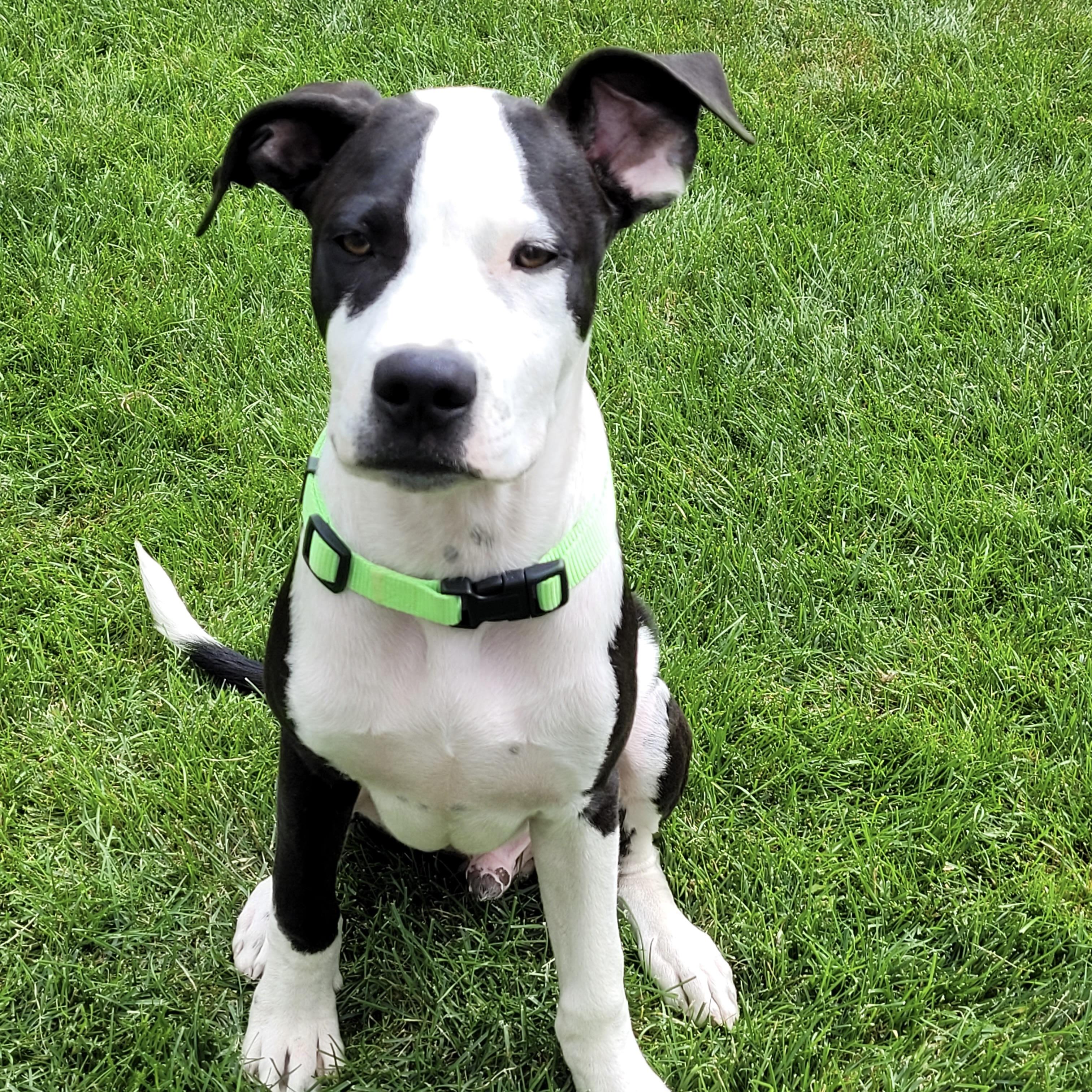 Enlarge Panda, a ADOPTABLE mixed breed in Prior Lake, MN image 1/5