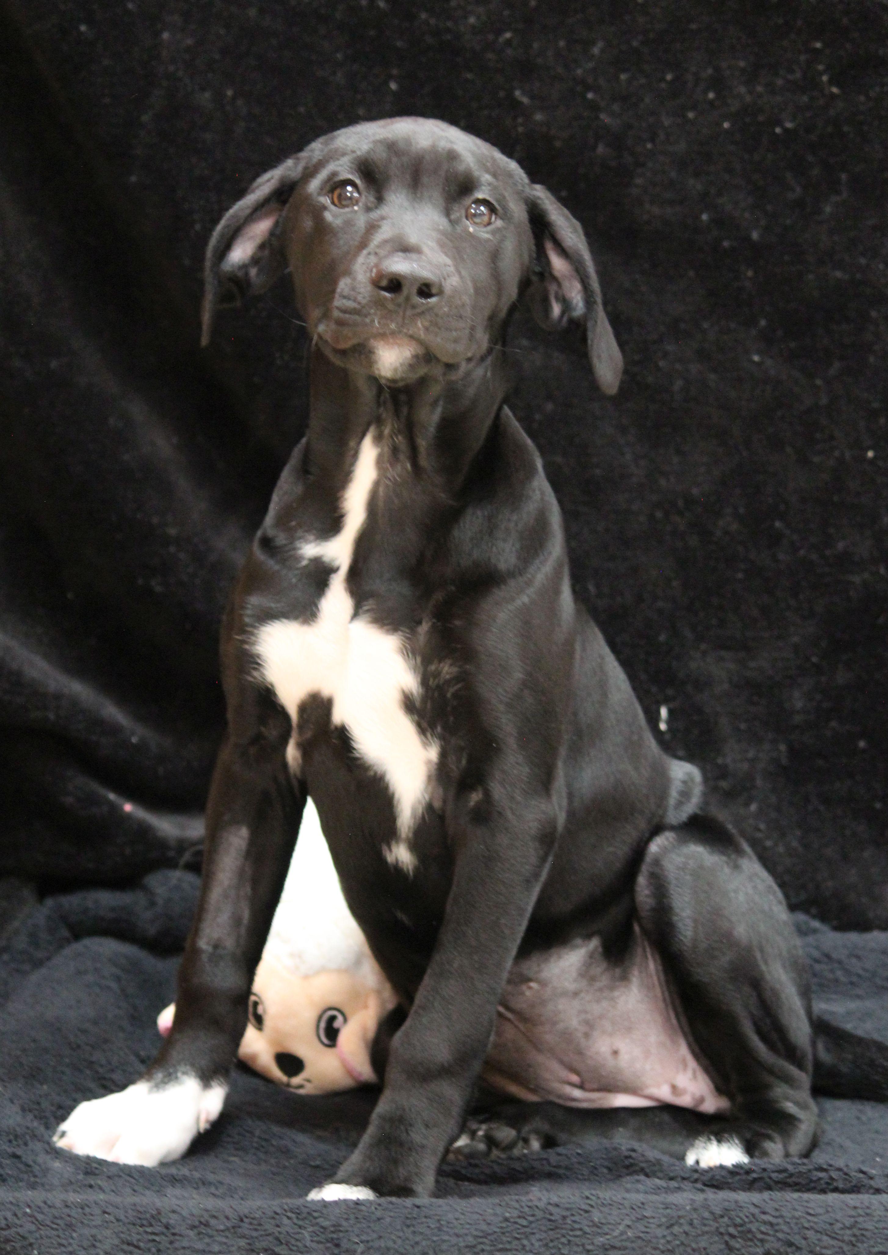 Enlarge Sherry, a ADOPTABLE mixed breed in Portage, WI image 1/4