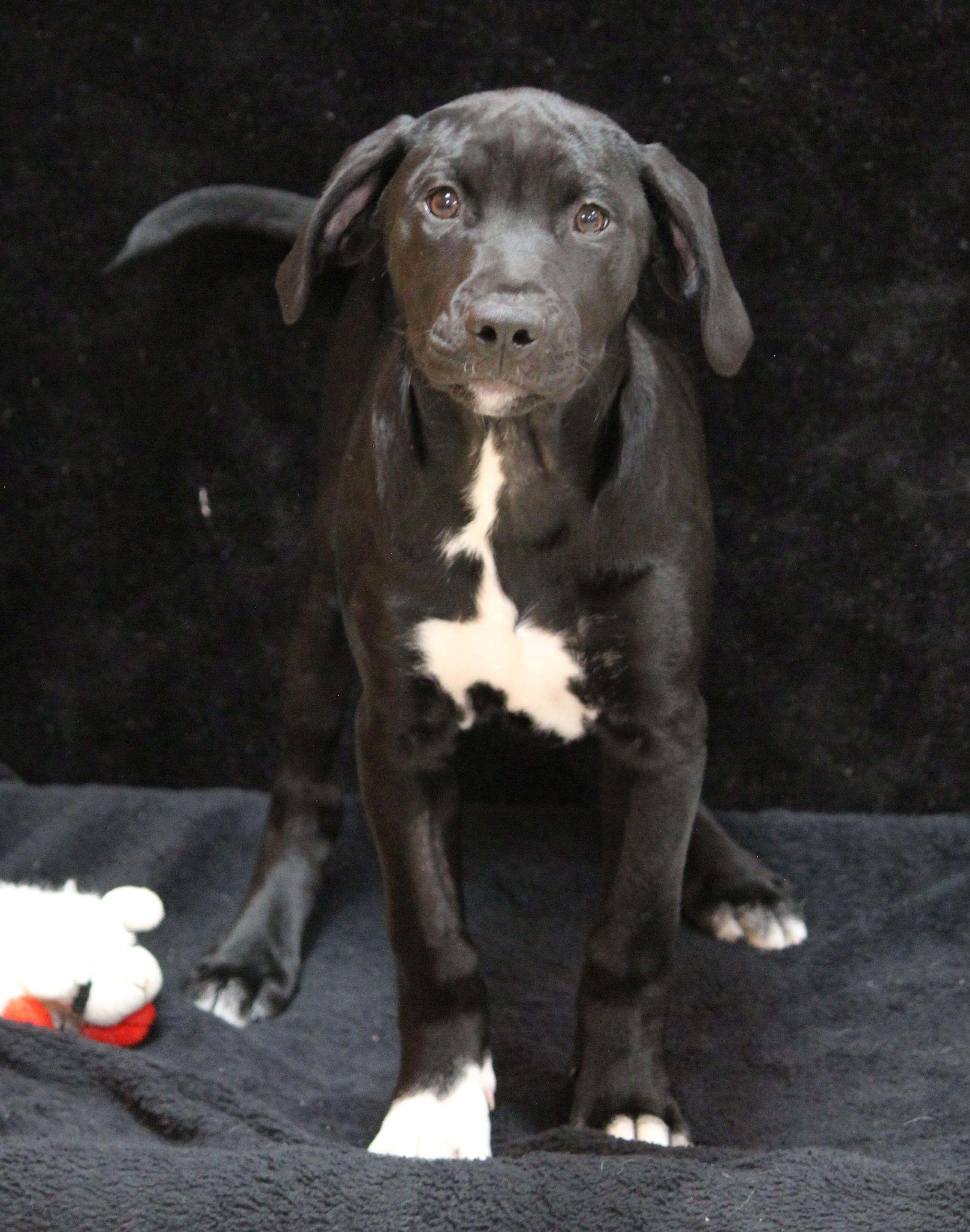 Enlarge Sherry, a ADOPTABLE mixed breed in Portage, WI image 3/4