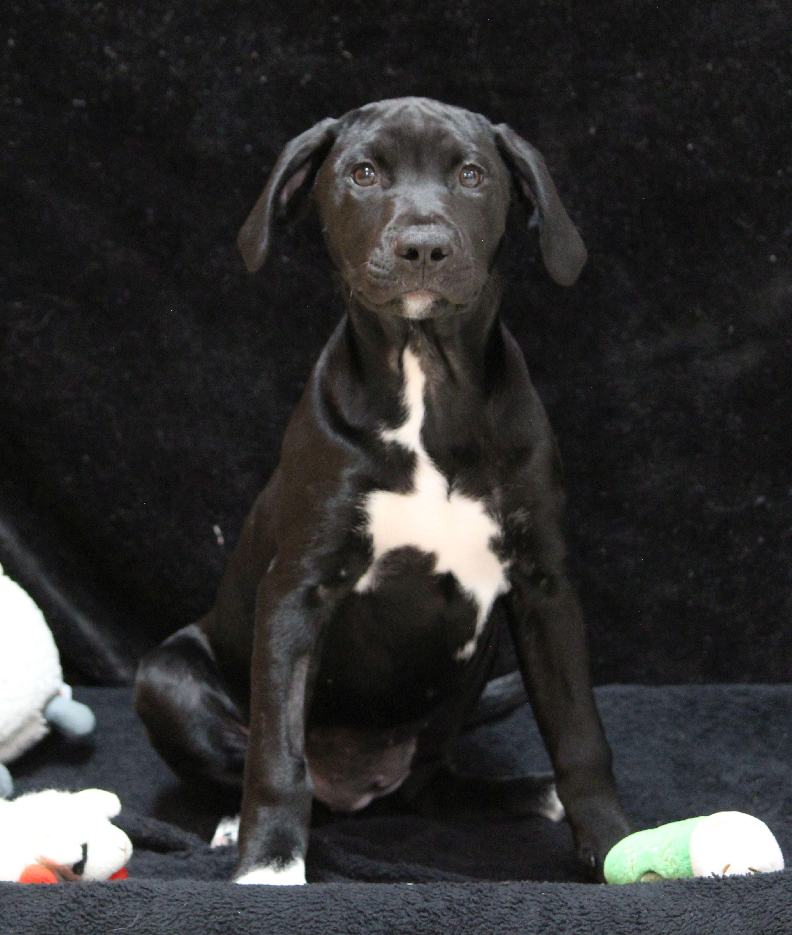 Enlarge Sherry, a ADOPTABLE mixed breed in Portage, WI image 4/4