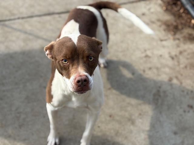 ROCKY, Adoptable, Young Male Pit Bull Terrier.