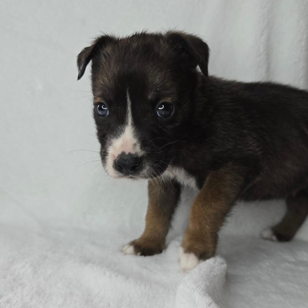 Enlarge Gideon, a Adoptable mixed breed in San Antonio, TX image 1/6