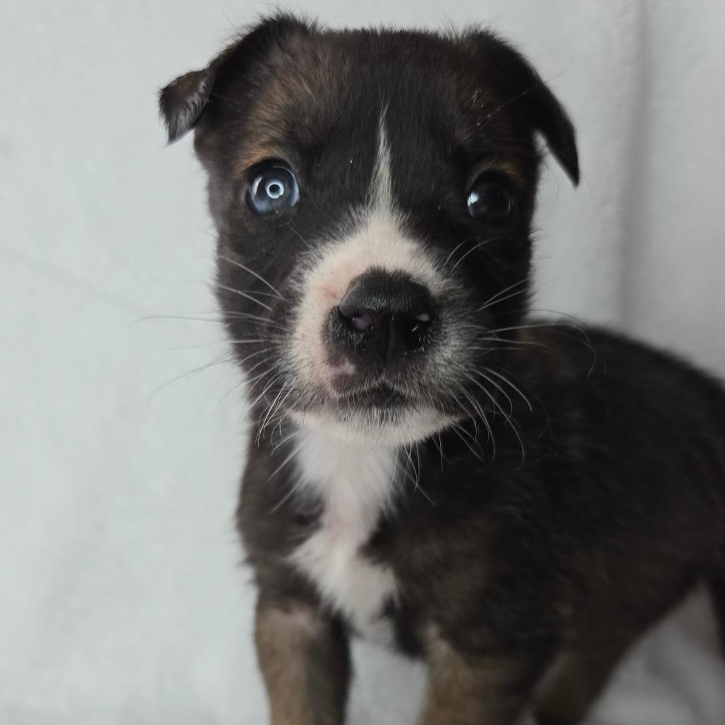 Enlarge Gideon, a Adoptable mixed breed in San Antonio, TX image 2/6