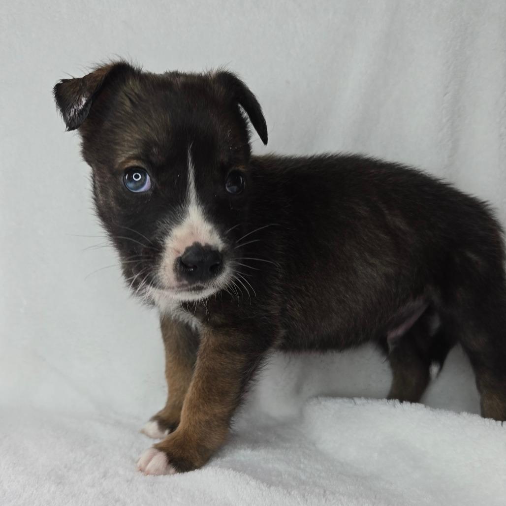 Enlarge Gideon, a Adoptable mixed breed in San Antonio, TX image 3/6