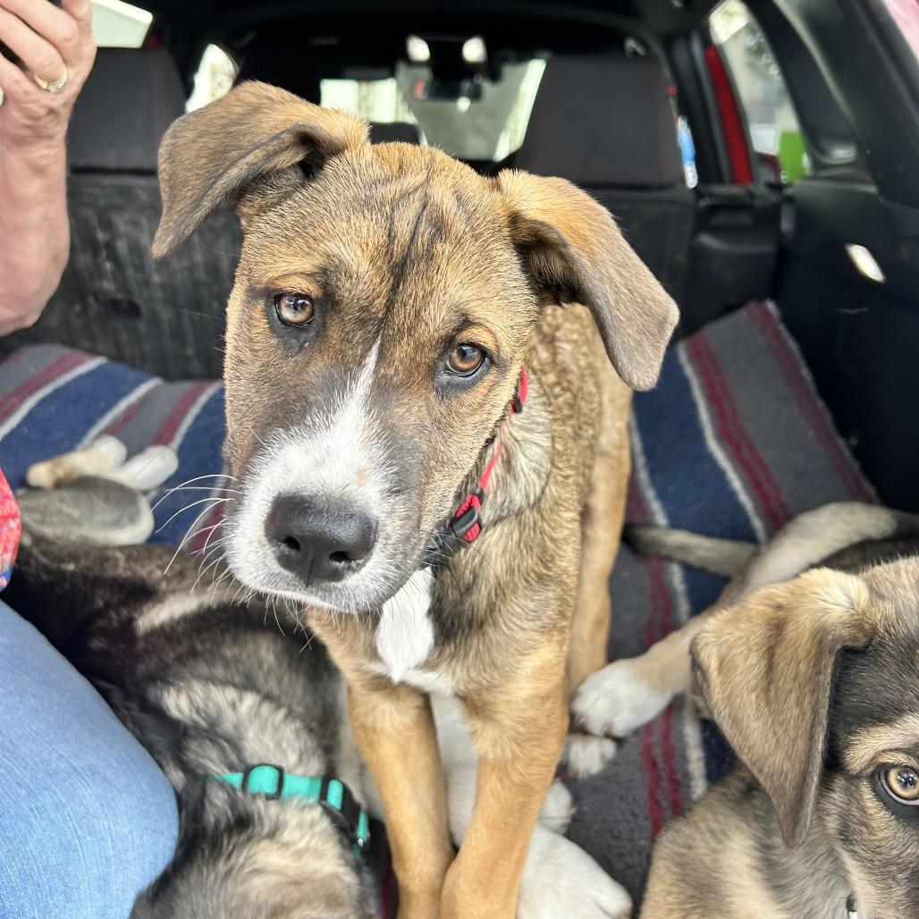 Enlarge Gideon, a Adoptable mixed breed in San Antonio, TX image 4/6