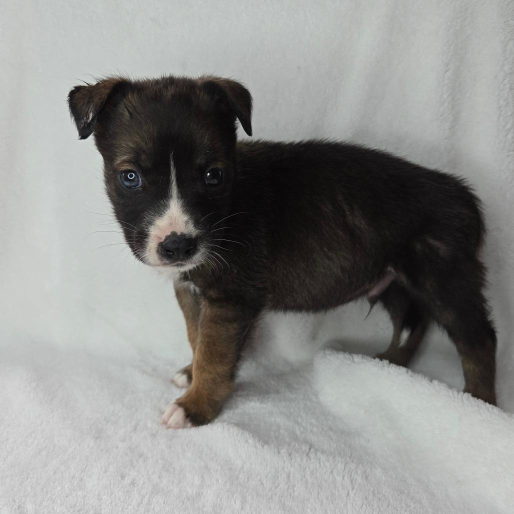 Enlarge Gideon, a Adoptable mixed breed in San Antonio, TX image 5/6