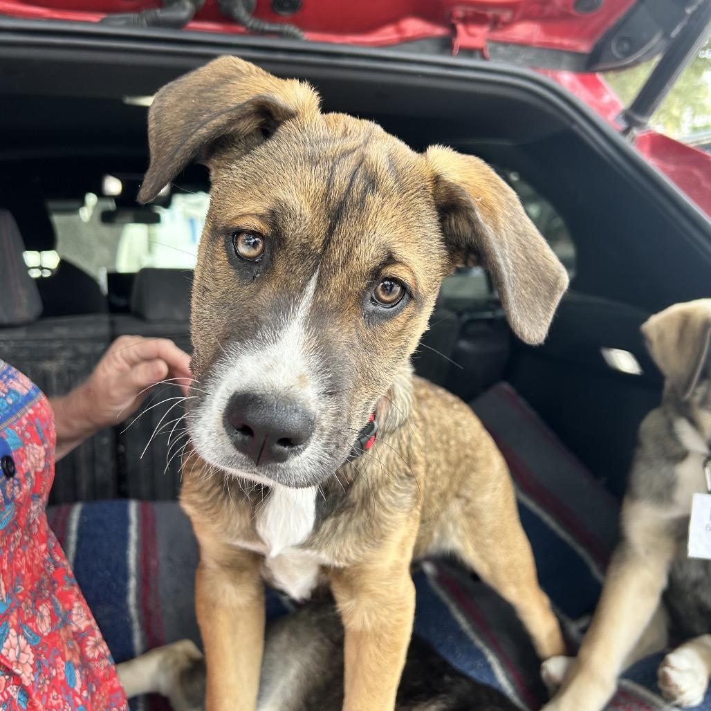 Enlarge Gideon, a Adoptable mixed breed in San Antonio, TX image 6/6