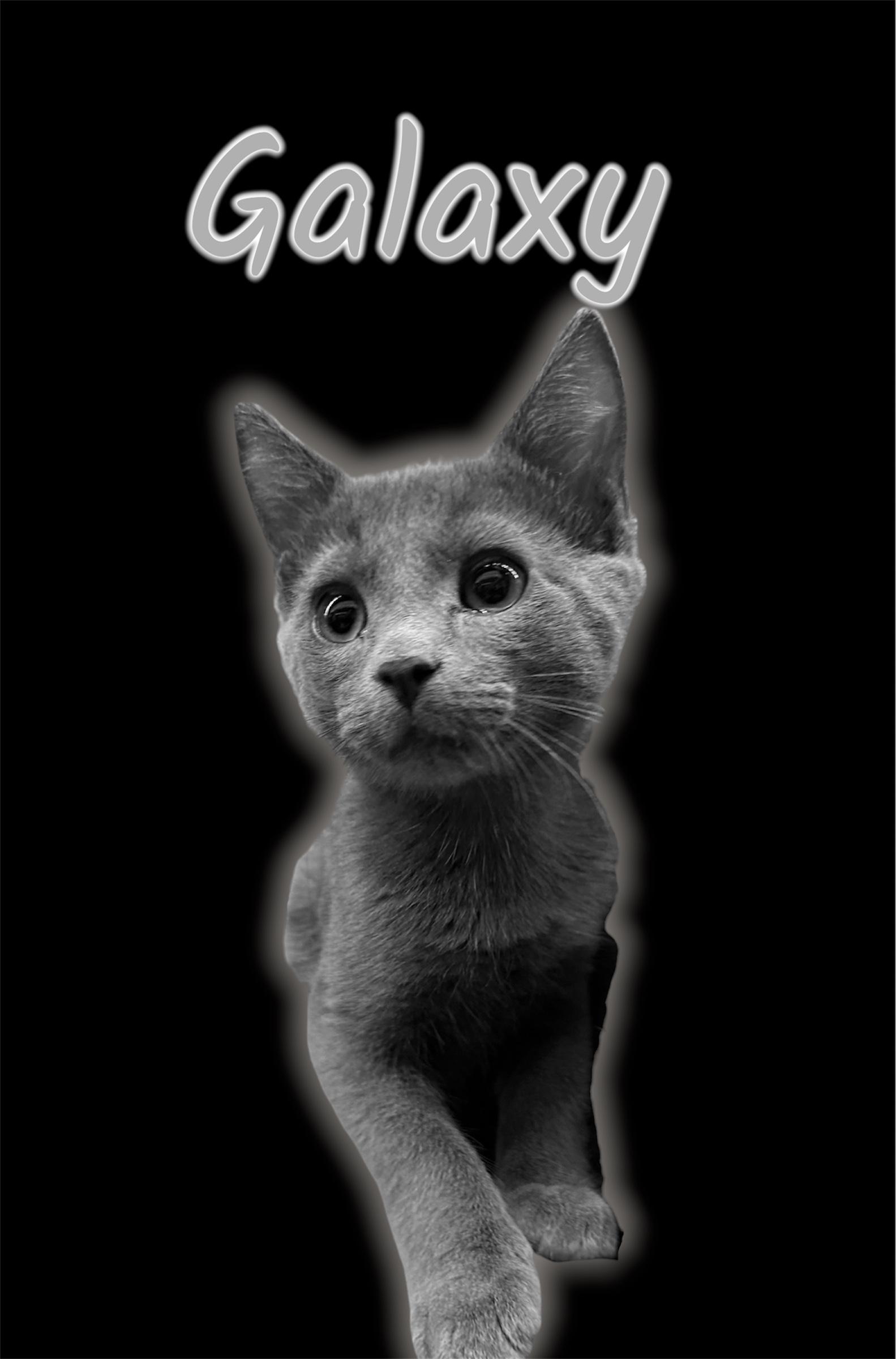 Galaxy, adoptable, Kitten Male Domestic Short Hair.